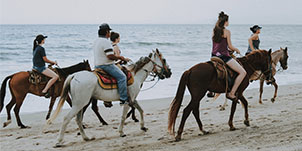 Animal Rides Rental Dubai