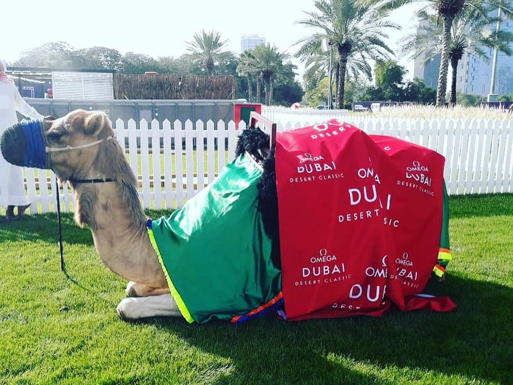 Camel for Rental Dubai Abu Dhabi UAE