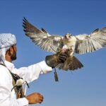 Falcon Rentals Dubai | Rent A Falcon Near Me UAE | Falcon Hire Sharjah