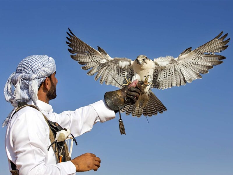 Falcon Rentals Dubai | Rent A Falcon Near Me UAE | Falcon Hire Sharjah