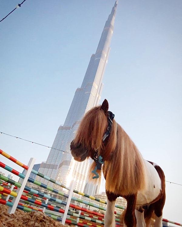 Pony Rental for Birthday Party Dubai Abu Dhabi UAE