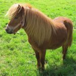 Pony Rides Rentals for Birthday Parties Dubai