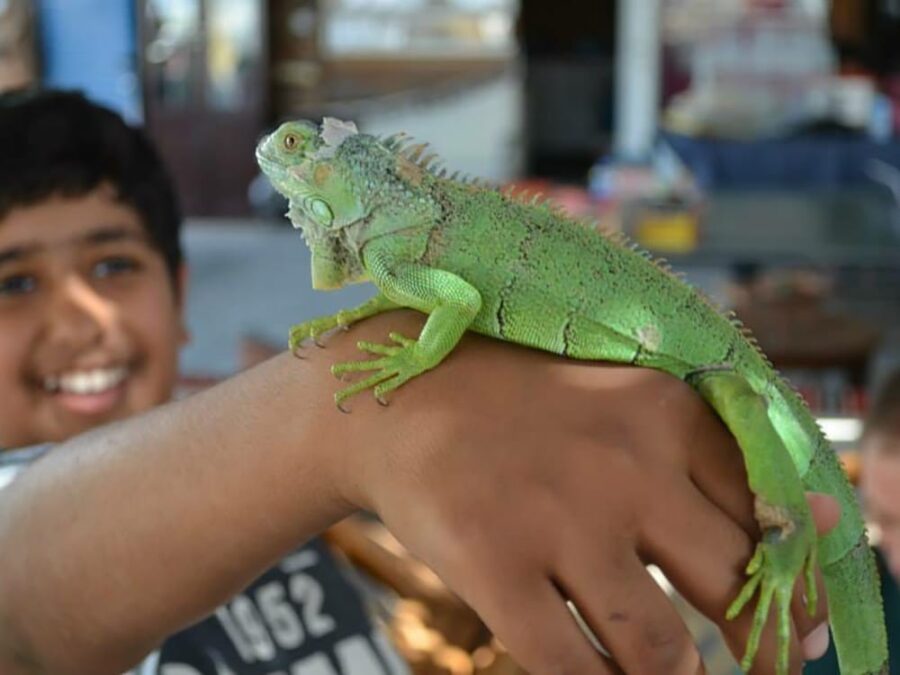 Petting Zoo Rental Dubai Home Petting Animal Party Hire UAE